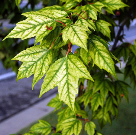 Yellowing of red maples