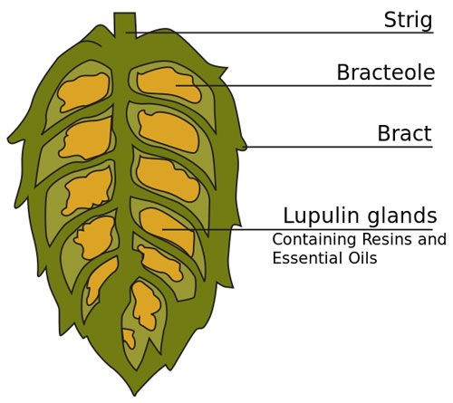 Cross section of hop cone