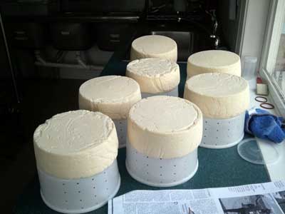 Cheese waiting for brining Cheese waiting for brining