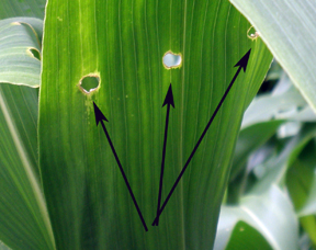 european corn borer european corn borer
