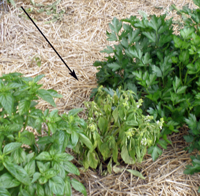 bad looking basil bad looking basil