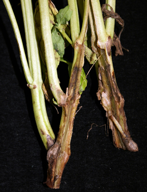 basil roots rhizoctonia basil roots rhizoctonia