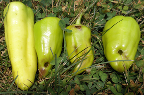 Holey peppers Holey peppers