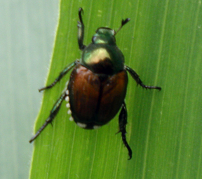 Japanese beetles on sweet corn