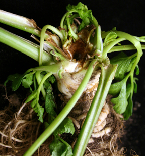 parsely crown borer parsely crown borer