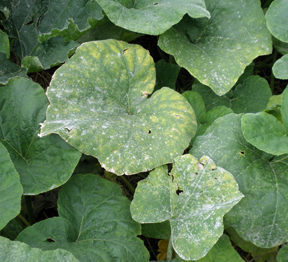 squash leaf disease