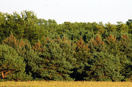 Spruce tree cones