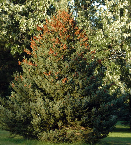 Seed cones