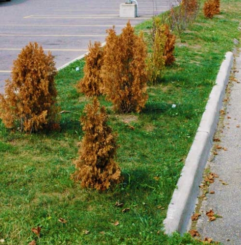 Conifer drought