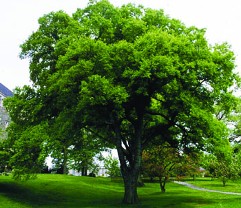 Celtis occidentalis