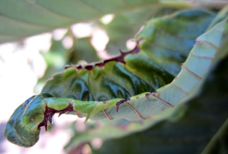 Potato leafhopper damage
