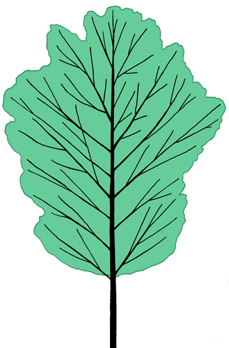 Ginkgo biloba shape