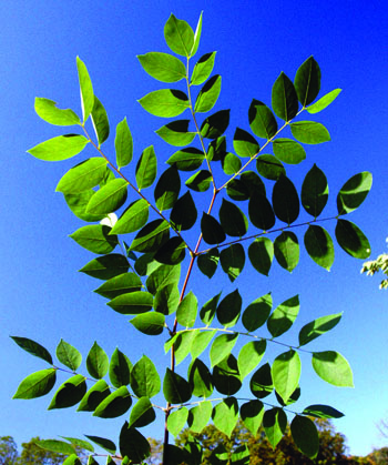 Gymnocladus dioicus leaves