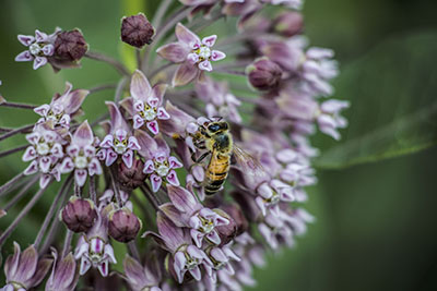 Honey bee foraging on milkweed.