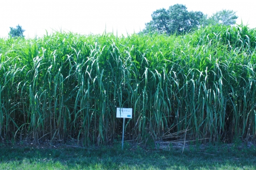 Miscanthus growing in a field.