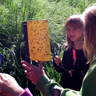 Campers looking at insect stick trap