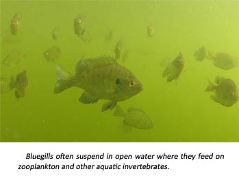 Bluegill image.