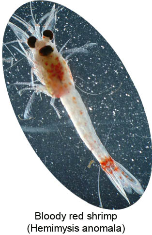 Bloody red shrimp Bloody red shrimp