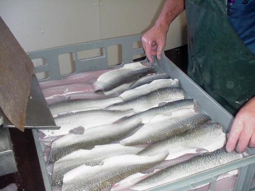 Great Lakes whitefish fillets image.