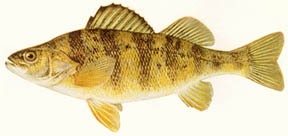 Yellow perch image courtesy Michigan Department of Natural Resources.