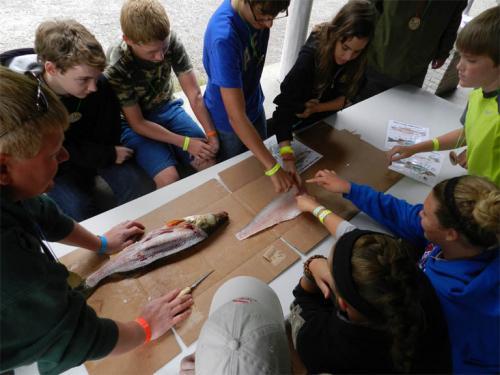 Kids cleaning and examining fish at Great Lakes Natural Resources Camp 2013 image.