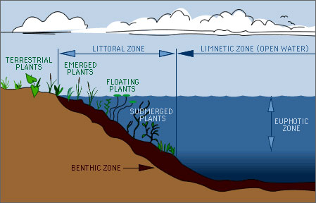 Lake zones. Used with permission from Water on the Web, 2009.