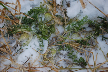 Forage radishes and oat mixture as uncovered by sheep grazing through the snow in mid December Forage radishes and oat mixture as uncovered by sheep grazing through the snow in mid December