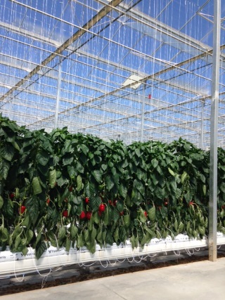 Peppers greenhouse