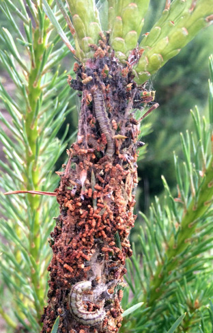 Pine false webworm larva on silken tube
