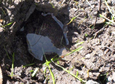 Water collecting in soil