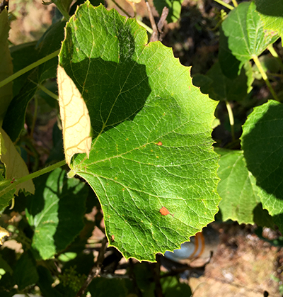 Black rot infections beginning to show on Concord leaves.  Photo by Brad Baughman