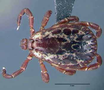 Male dog tick