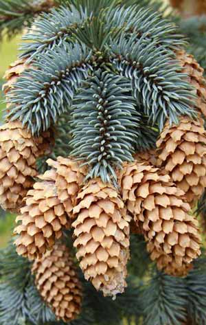 Spruce cones