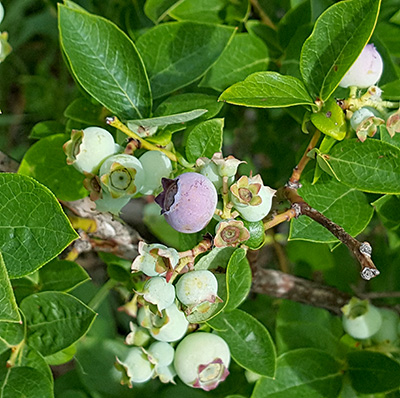 bluetta fruit