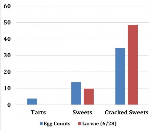 Figure 1. SWD eggs and larvae collected from June-dropped fruit from northwest Michigan.