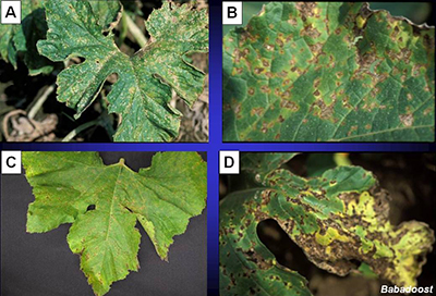 Bacterial leaf spot