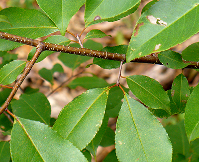 Black cherry tree leaves