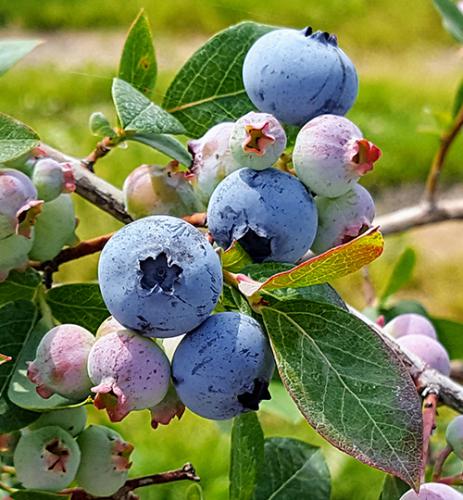 Bluecrop blueberries