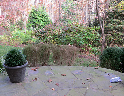 Boxwood blight on boxwood plants