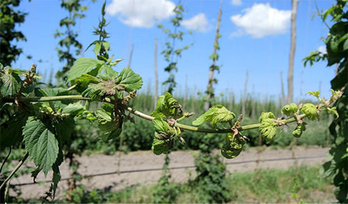 Stunted, side-arm growth on hop plant