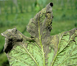 Downy mildew symptoms on underside of hop leaf