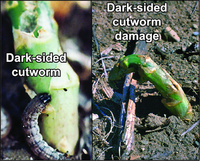 Dark-sided cutworm larva and damage
