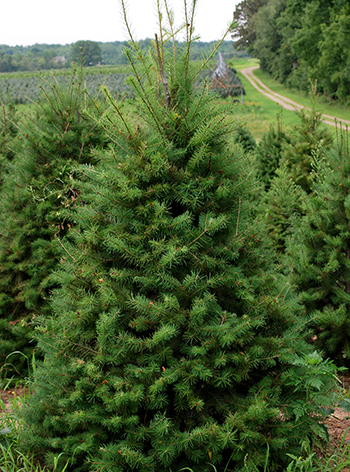 douglas fir