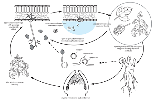 Downy mildew life cycle