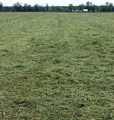 First cutting alfalfa