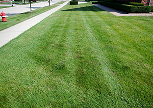 Weed-free lawn