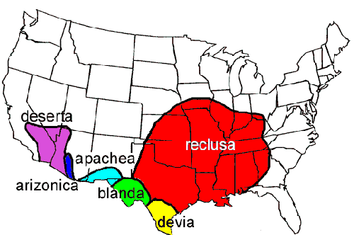 Range of recluse spiders
