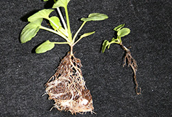 Thielaviopsis root rot