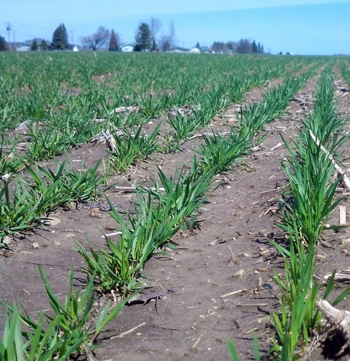 Wheat after potatoes