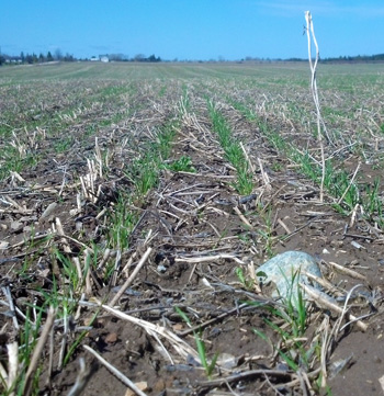 Wheat after soybeans